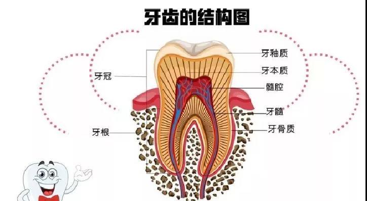 a:这是目前最有效,最常见的治疗牙髓病和根尖周病的方式,可以消除牙齿